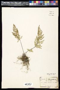 Gaga angustifolia image