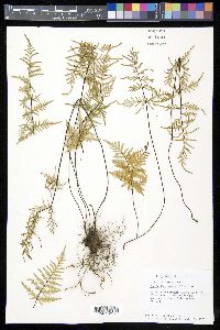 Gaga angustifolia image