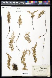 Gaga hirsuta image