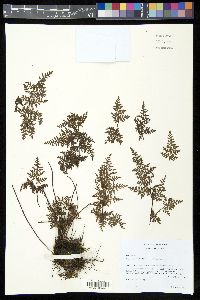 Gaga marginata image