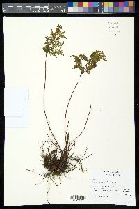 Gaga marginata image