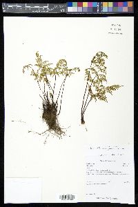 Gaga marginata image