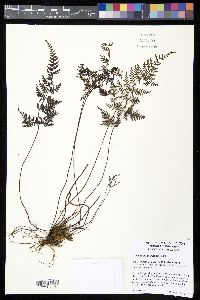Gaga marginata image