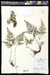 Gaga marginata image