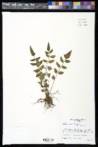 Hemionitis tomentosa image