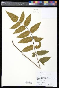Hemionitis rufa image