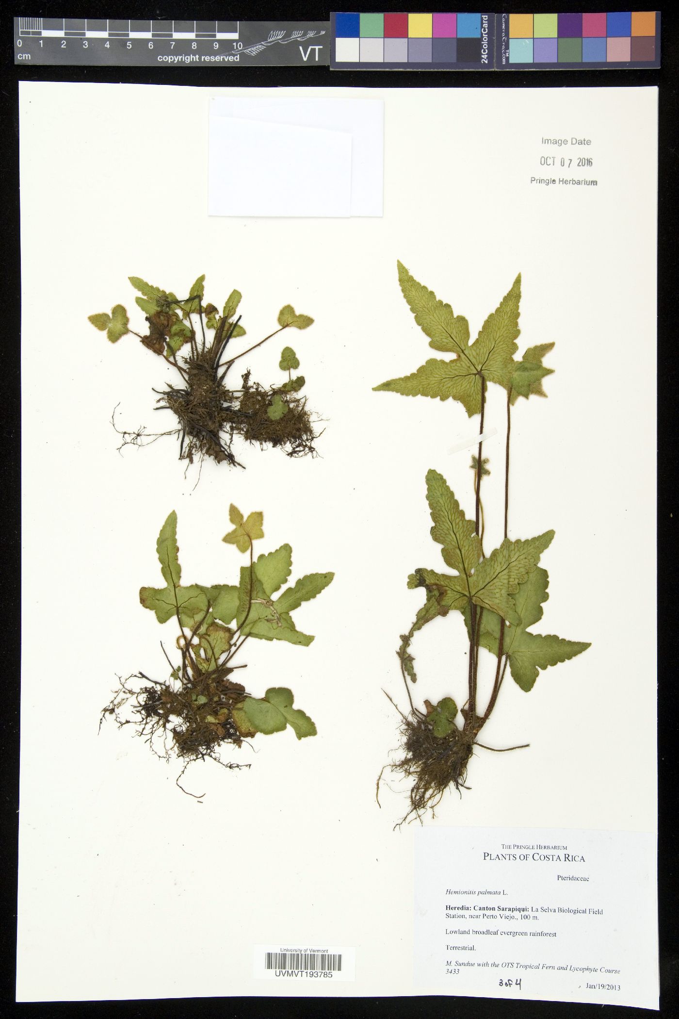 Hemionitis image