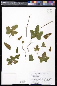 Hemionitis palmata image