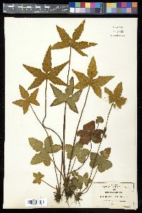 Hemionitis palmata image