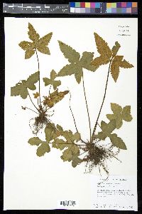 Hemionitis palmata image