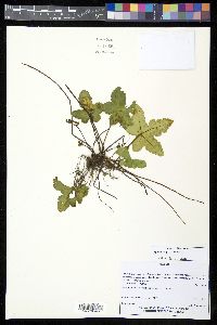 Hemionitis palmata image