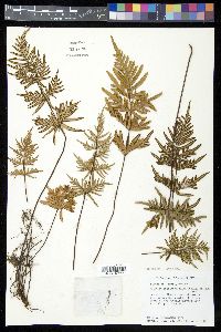 Mildella intramarginalis image