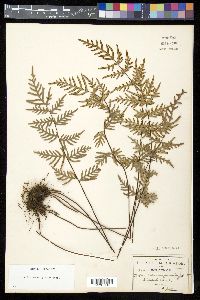 Mildella intramarginalis image