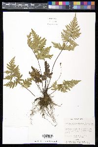 Mildella intramarginalis image