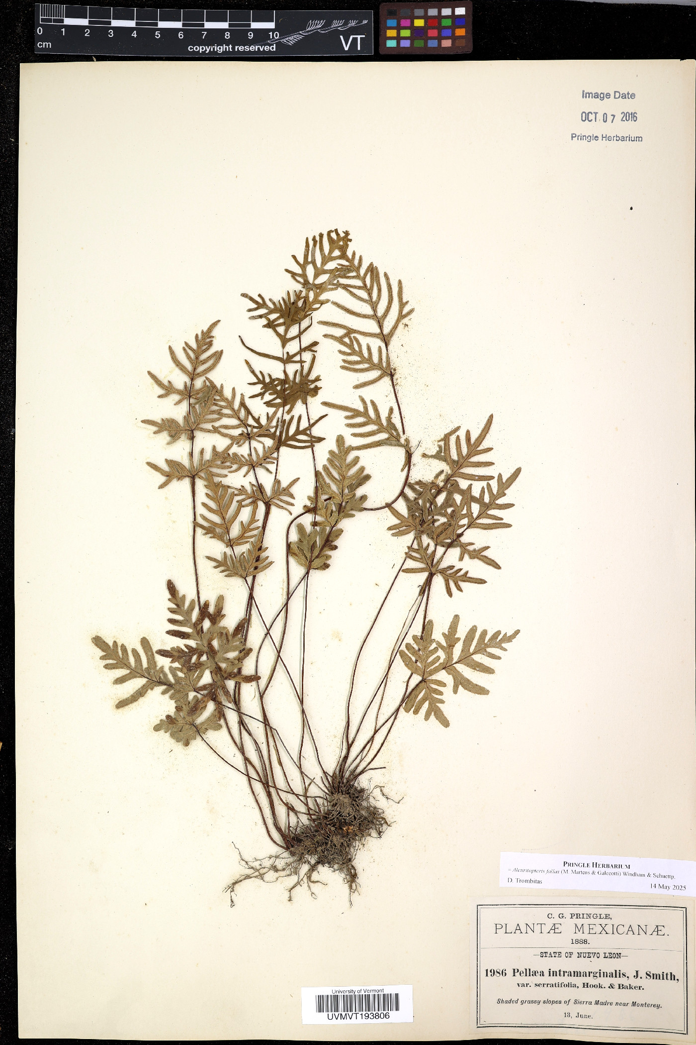 Mildella fallax image