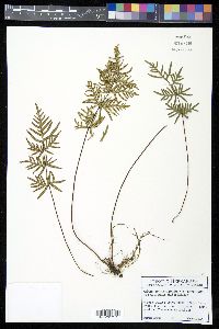 Mildella intramarginalis image