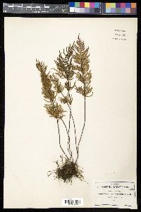 Mildella intramarginalis image