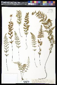 Myriopteris alabamensis image