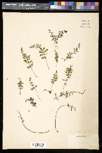 Myriopteris alabamensis image