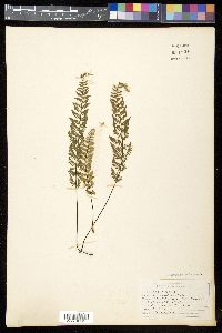 Myriopteris alabamensis image