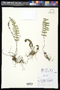Myriopteris cucullans image