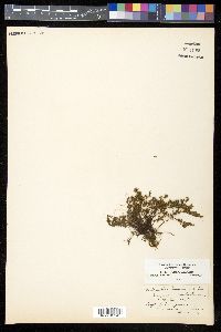 Myriopteris cooperae image