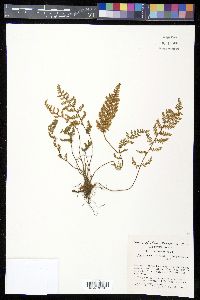 Myriopteris fendleri image
