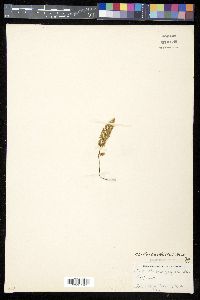 Myriopteris fendleri image