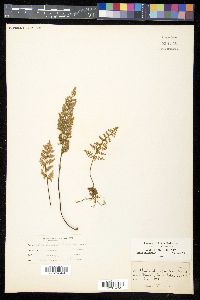 Myriopteris fendleri image