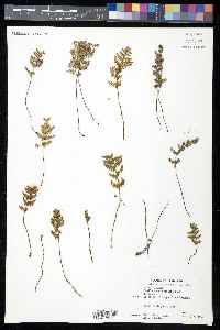 Myriopteris fendleri image