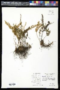 Myriopteris fendleri image