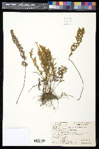 Myriopteris fendleri image