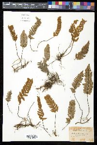 Myriopteris lindheimeri image