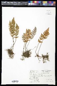 Myriopteris lindheimeri image