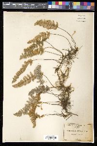 Myriopteris lindheimeri image