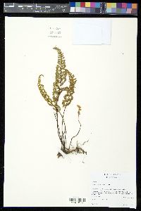 Myriopteris lendigera image