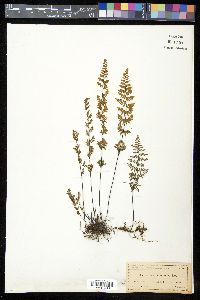 Myriopteris microphylla image