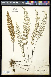 Myriopteris microphylla image