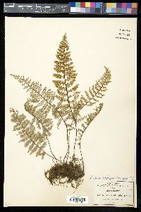 Myriopteris notholaenoides image