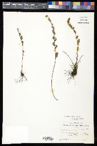 Myriopteris tomentosa image