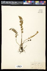 Myriopteris tomentosa image
