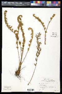 Myriopteris tomentosa image