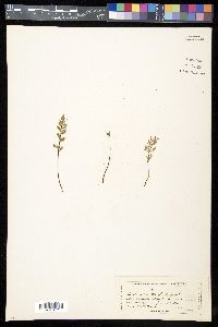 Myriopteris wrightii image