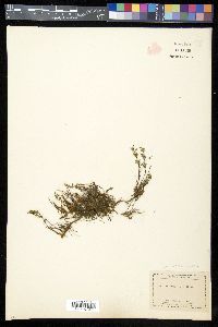 Myriopteris wrightii image