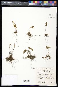 Myriopteris wootonii image