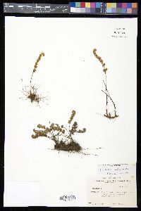 Myriopteris wootonii image