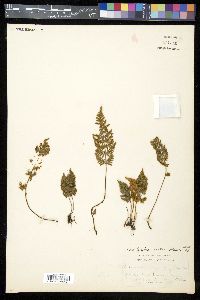 Myriopteris wootonii image