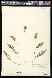 Myriopteris wootonii image