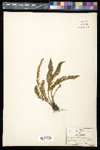 Notholaena aschenborniana image