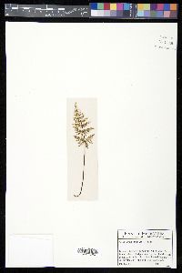 Notholaena candida image